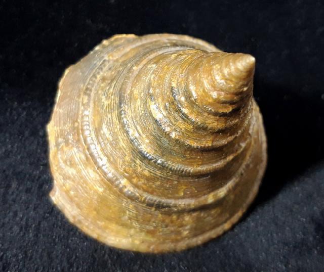 Pyrgotrochus elongatus (SOWERBY 1818) - Bild © FossNet FossilienStore